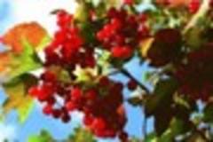 Bristol garden designer Sue Oakey explains how to keep your garden bright and vibrant all through the winter with seasonal berries